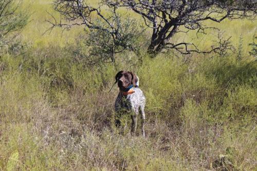 German Shorthair Pointers Breed Photo