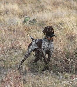 German Shorthair Pointers Big Country Kennel Outfitters